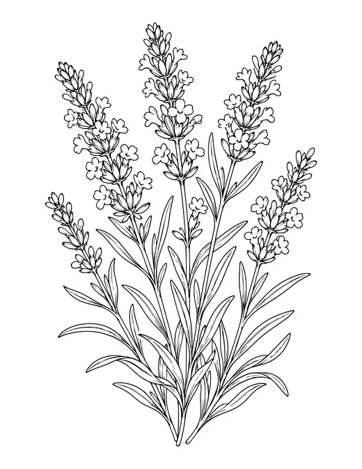 Lavender Sprigs coloring page