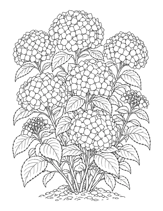 Hydrangea Bush coloring page