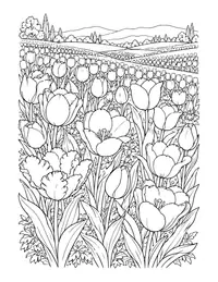 Tulip Field coloring page