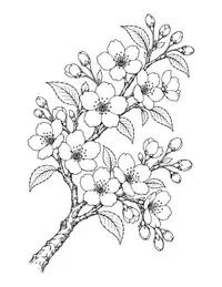 Cherry Blossom Branch coloring page