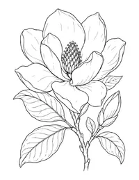 Magnolia Flower coloring page