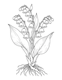 Lily of the Valley coloring page