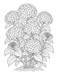 Hydrangea Bush coloring page