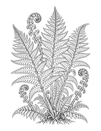 Fern Fronds coloring page