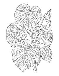 Monstera Leaves coloring page
