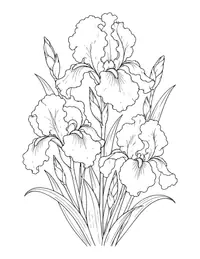Iris Flowers coloring page
