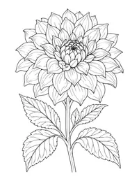Dahlia coloring page