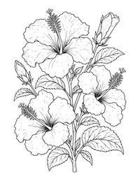 Hibiscus coloring page