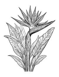 Bird of Paradise coloring page