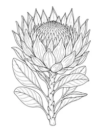 Protea coloring page