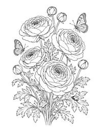 Ranunculus coloring page
