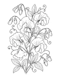 Sweet Peas coloring page