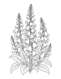 Foxgloves coloring page
