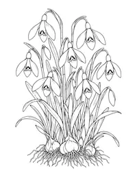 Snowdrops coloring page