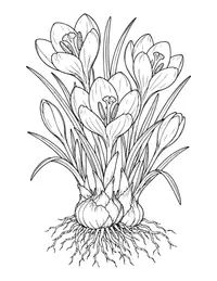 Crocuses coloring page