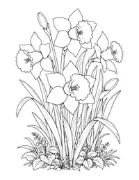 Daffodils coloring page