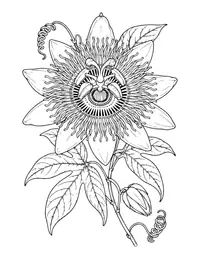 Passion Flower coloring page