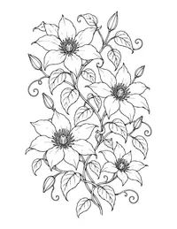 Clematis Vine coloring page