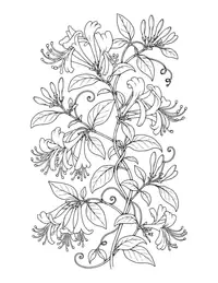 Honeysuckle coloring page