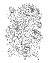 Chrysanthemums coloring page