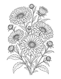Asters coloring page