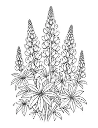 Lupines coloring page
