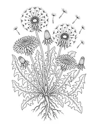 Dandelions coloring page