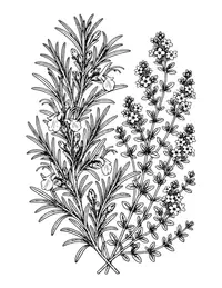 Rosemary and Thyme coloring page