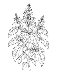 Basil Plant coloring page