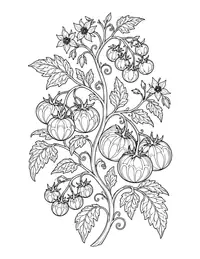 Tomato Vine coloring page