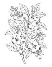 Blueberry Branch coloring page