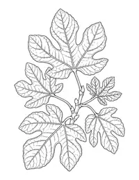 Fig Leaves coloring page