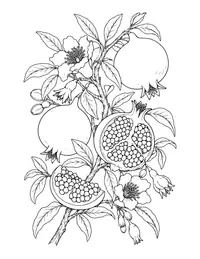 Pomegranate Branch coloring page
