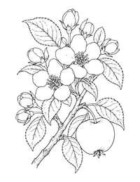Apple Blossom coloring page