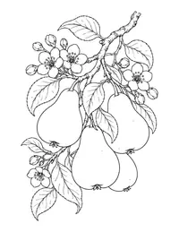 Pear Branch coloring page
