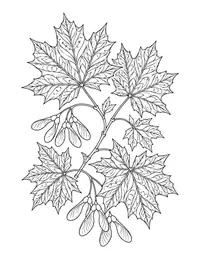 Maple Leaves coloring page