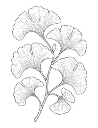 Ginkgo Leaves coloring page