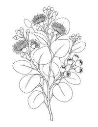 Eucalyptus coloring page