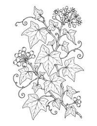 Ivy coloring page