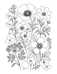 Pressed Flowers coloring page