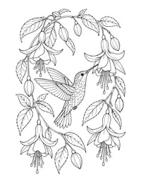 Hummingbird and Fuchsia coloring page