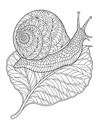 Snail on a Leaf coloring page