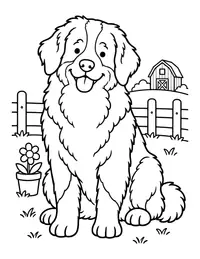 Bernese Mountain Dog coloring page
