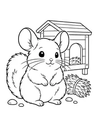Chinchilla coloring page